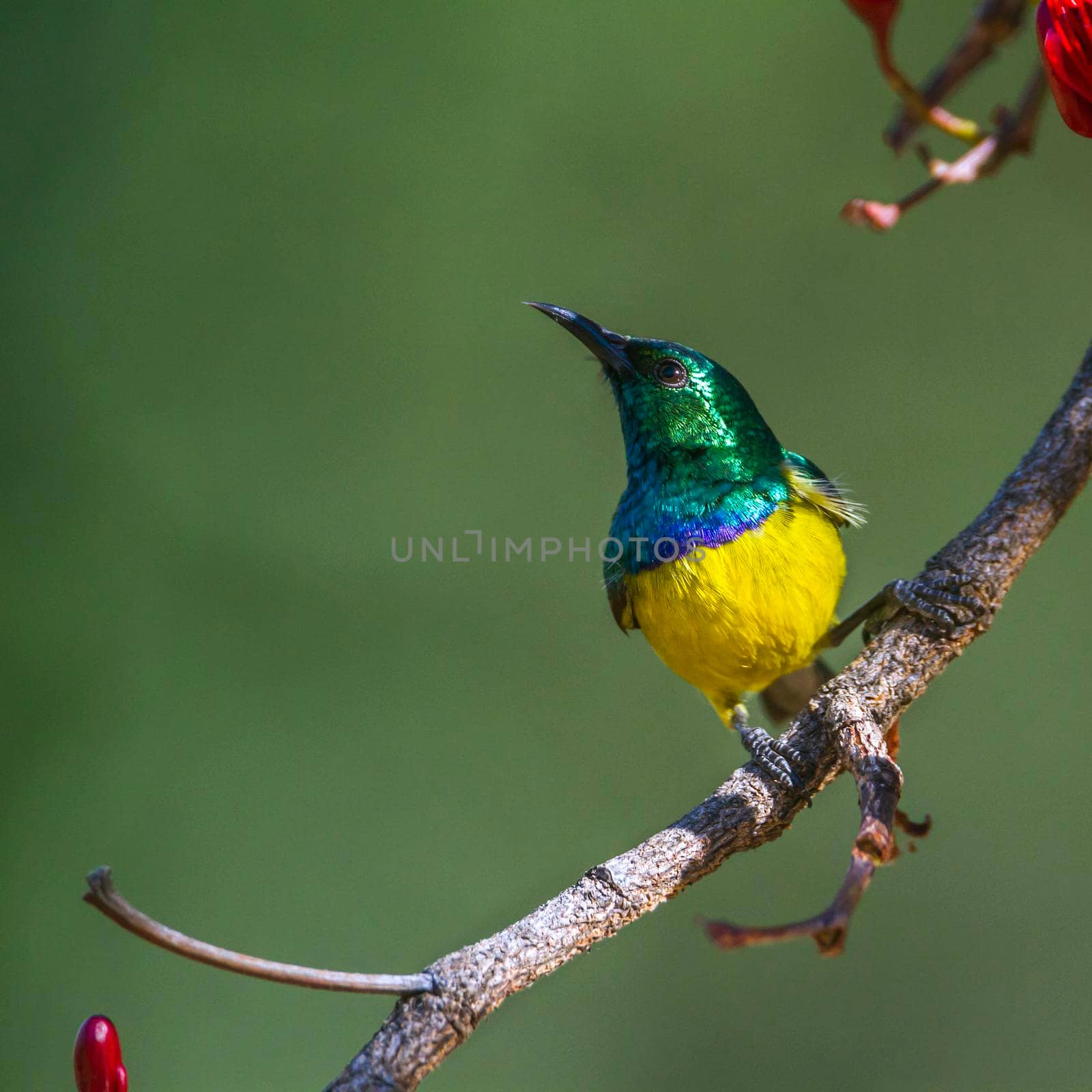 Collared Sunbird in Kruger National park, South Africa by PACOCOMO