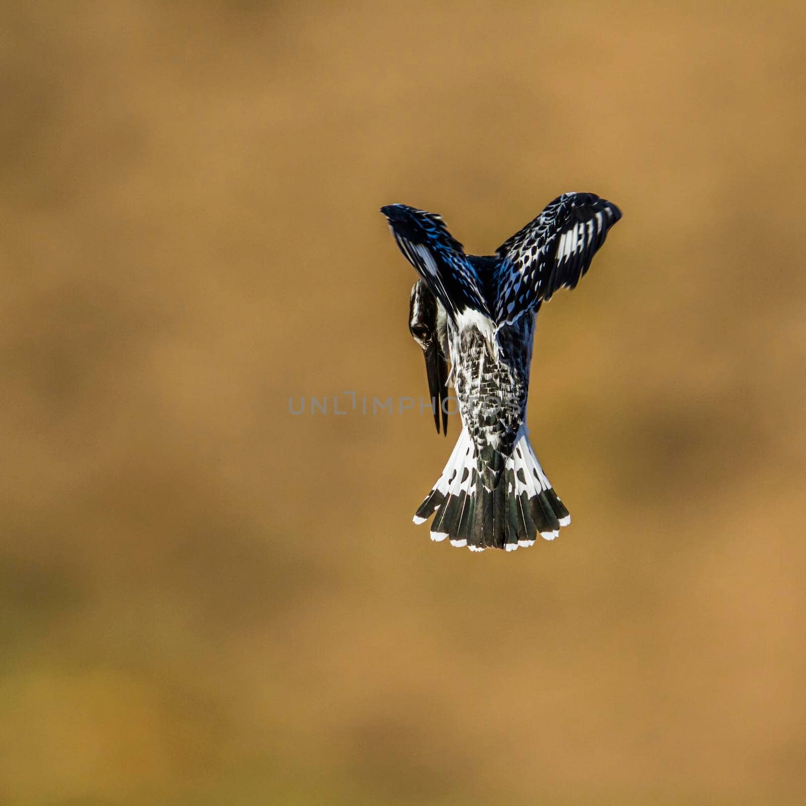Pied kingfisher in Kruger National park, South Africa by PACOCOMO