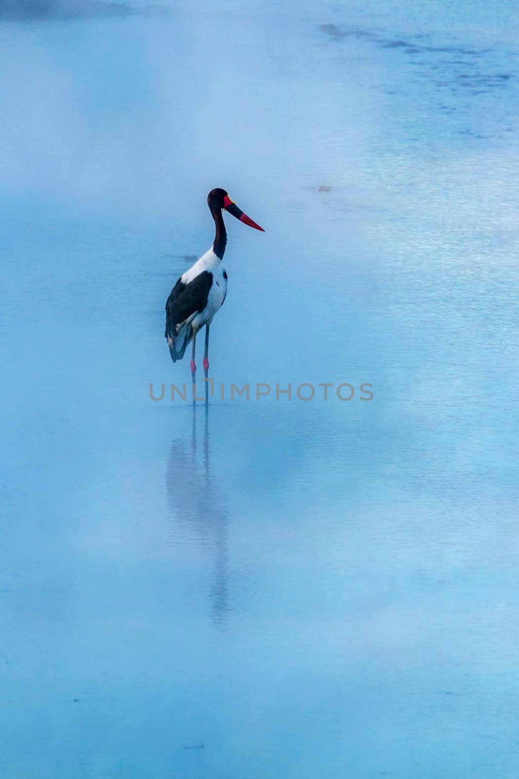 Specie Ephippiorhynchus senegalensis family of Ciconiidae