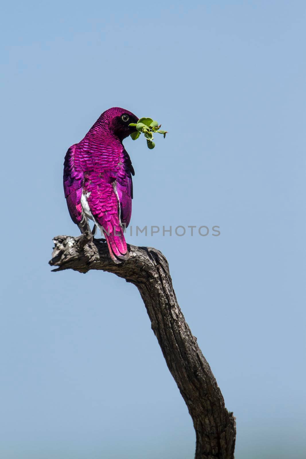 Violet-backed starling in Kruger National park, South Africa by PACOCOMO
