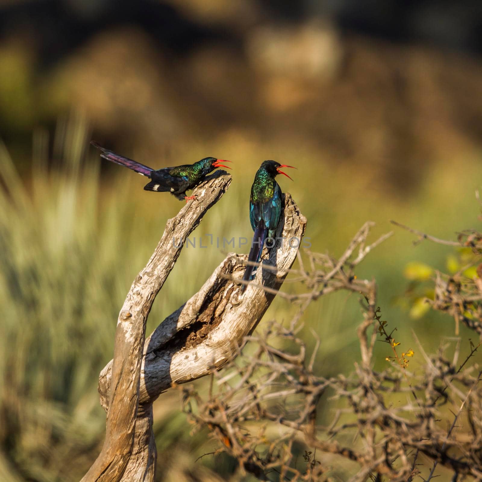 Green wood-hoopoe in Kruger National park, South Africa by PACOCOMO