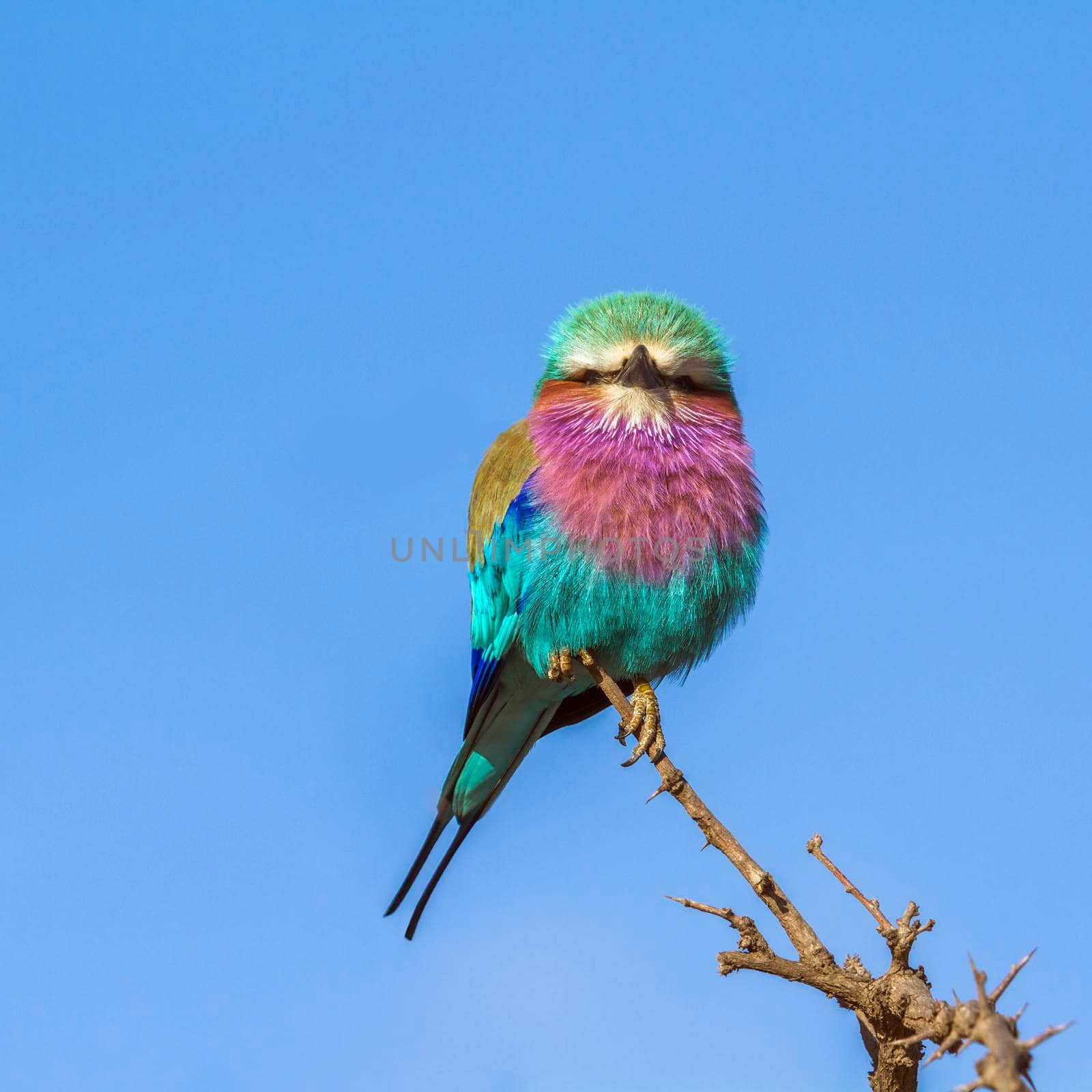 Lilac-breasted roller in Kruger National park, South Africa by PACOCOMO