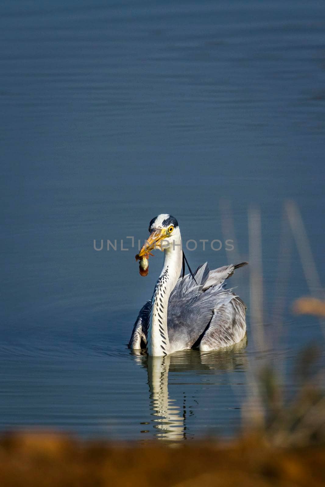 Specie Ardea cinerea family of Ardeidae 