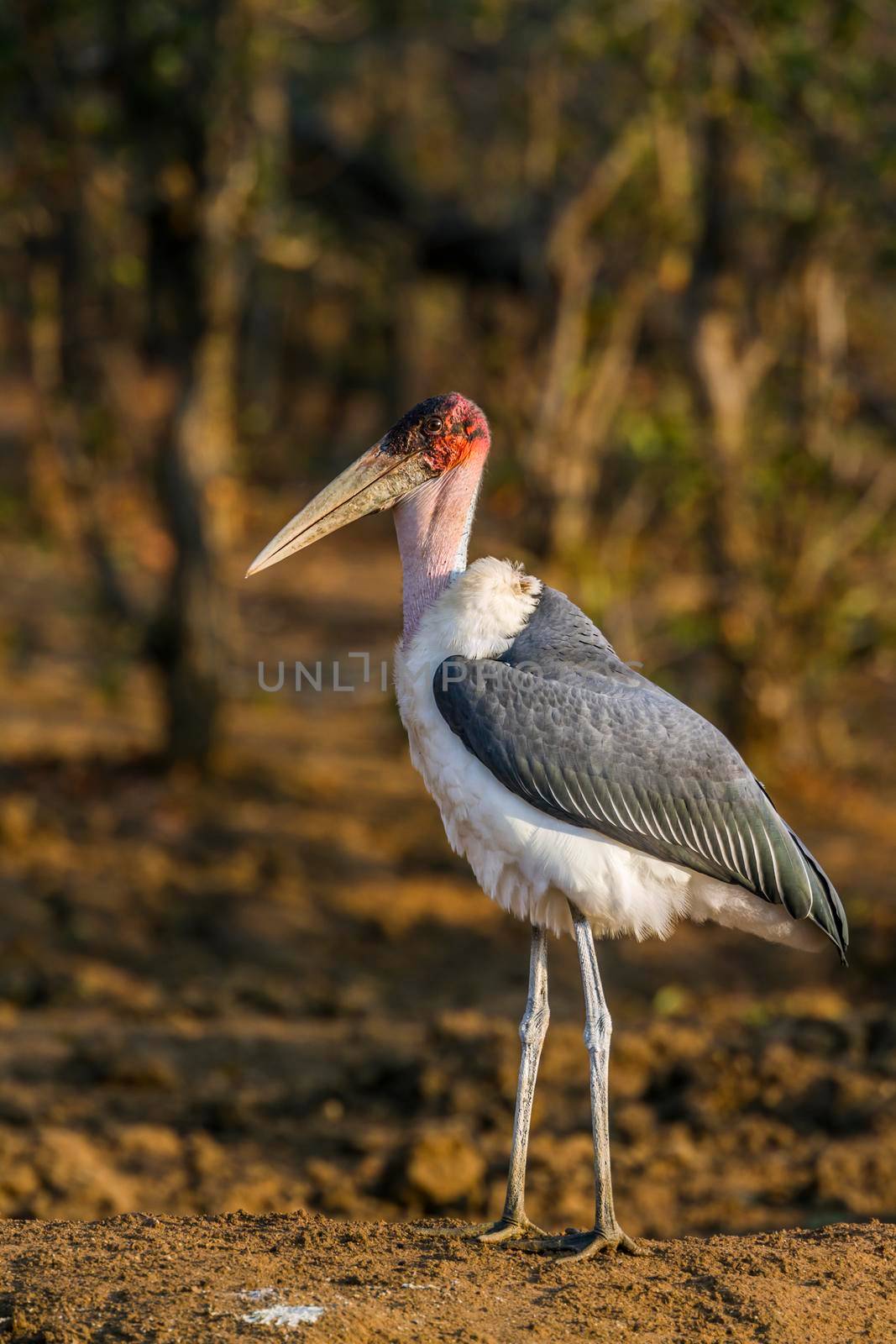 Marabou stork in Kruger National park, South Africa by PACOCOMO