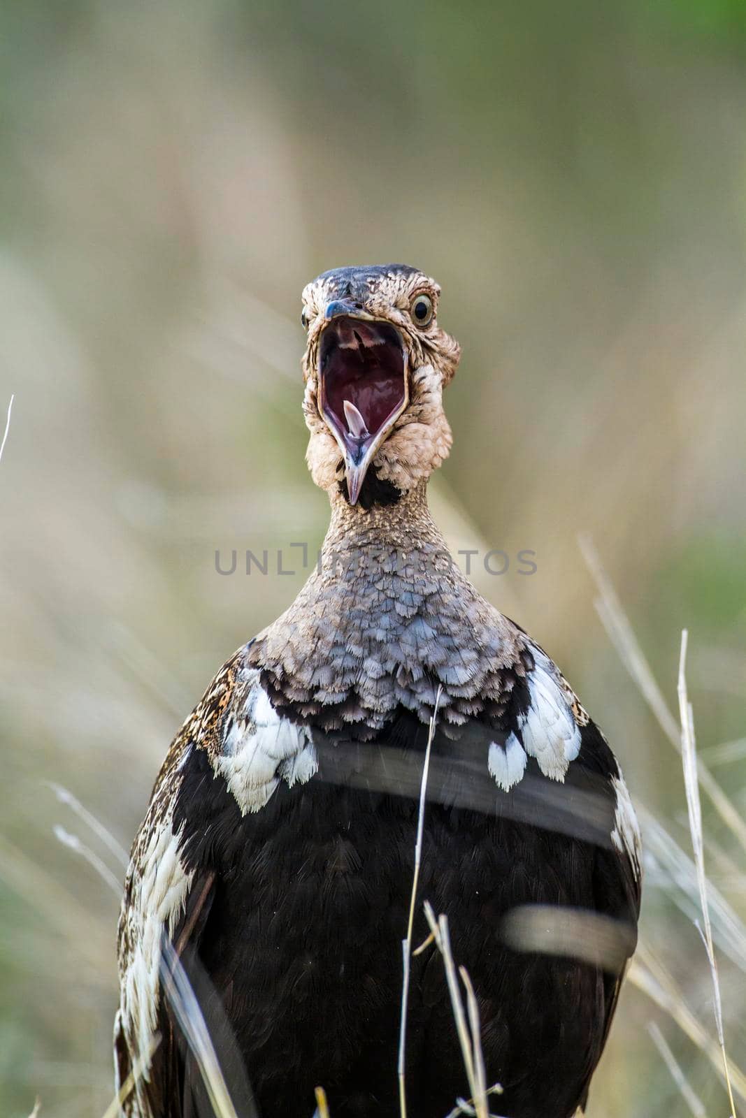 Red-crested Bustard in Kruger National park, South Africa by PACOCOMO