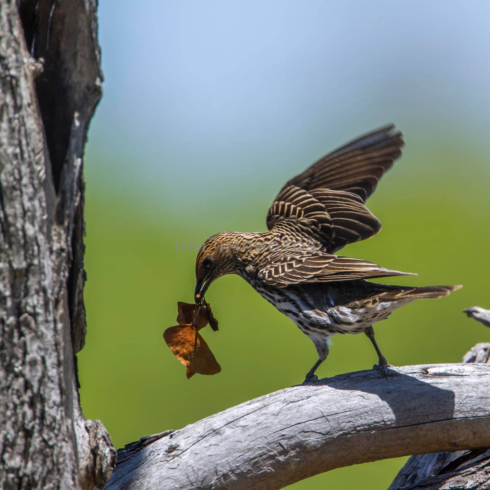 Violet-backed starling in Kruger National park, South Africa by PACOCOMO