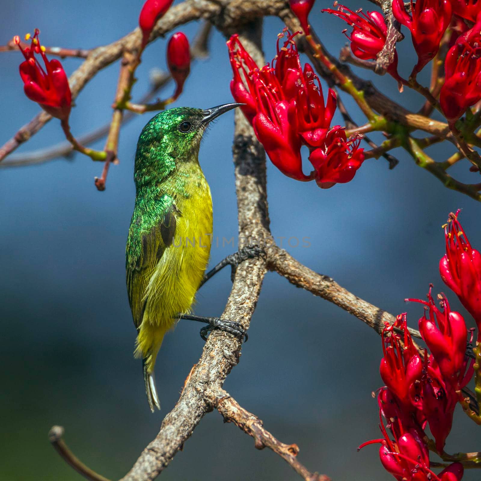 Collared Sunbird in Kruger National park, South Africa by PACOCOMO