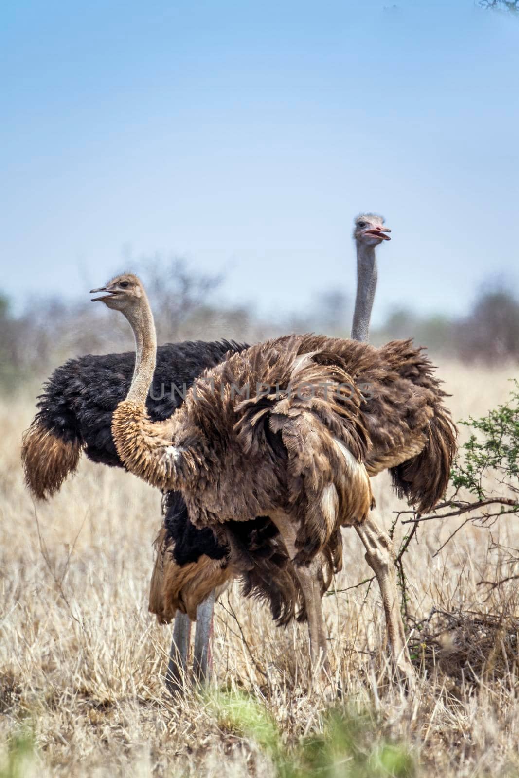 Specie Struthio camelus family of Struthionidae