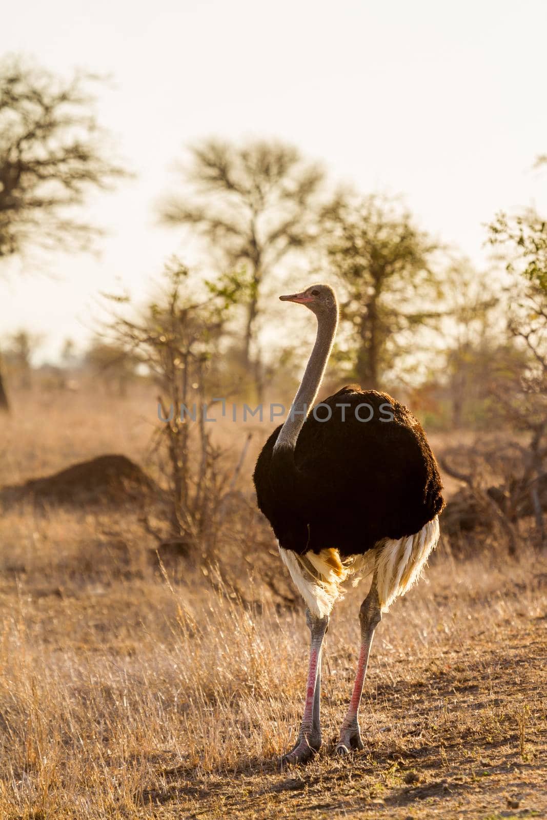 African Ostrich in Kruger National park, South Africa by PACOCOMO