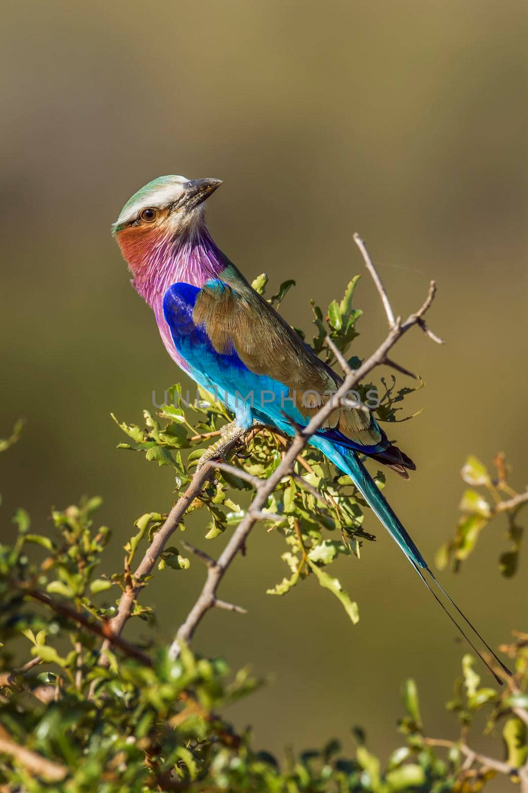 Specie Coracias caudatus family of Coraciidae