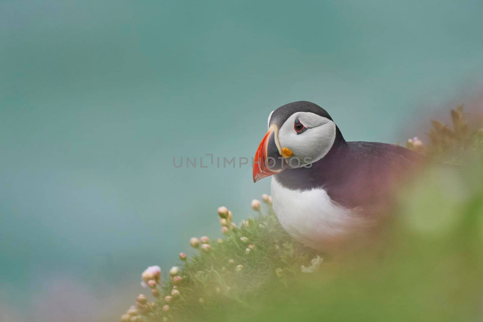 Atlantic puffin (Fratercula arctica) amongst spring flowers on a cliff on Great Saltee Island off the coast of Ireland.