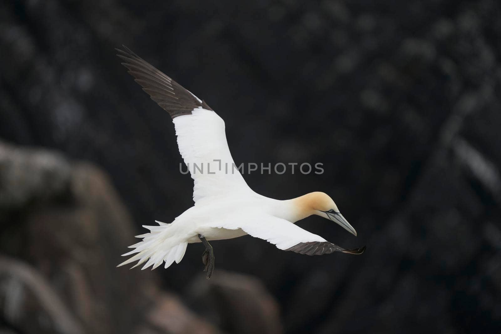 Gannet in flight by JeremyRichards