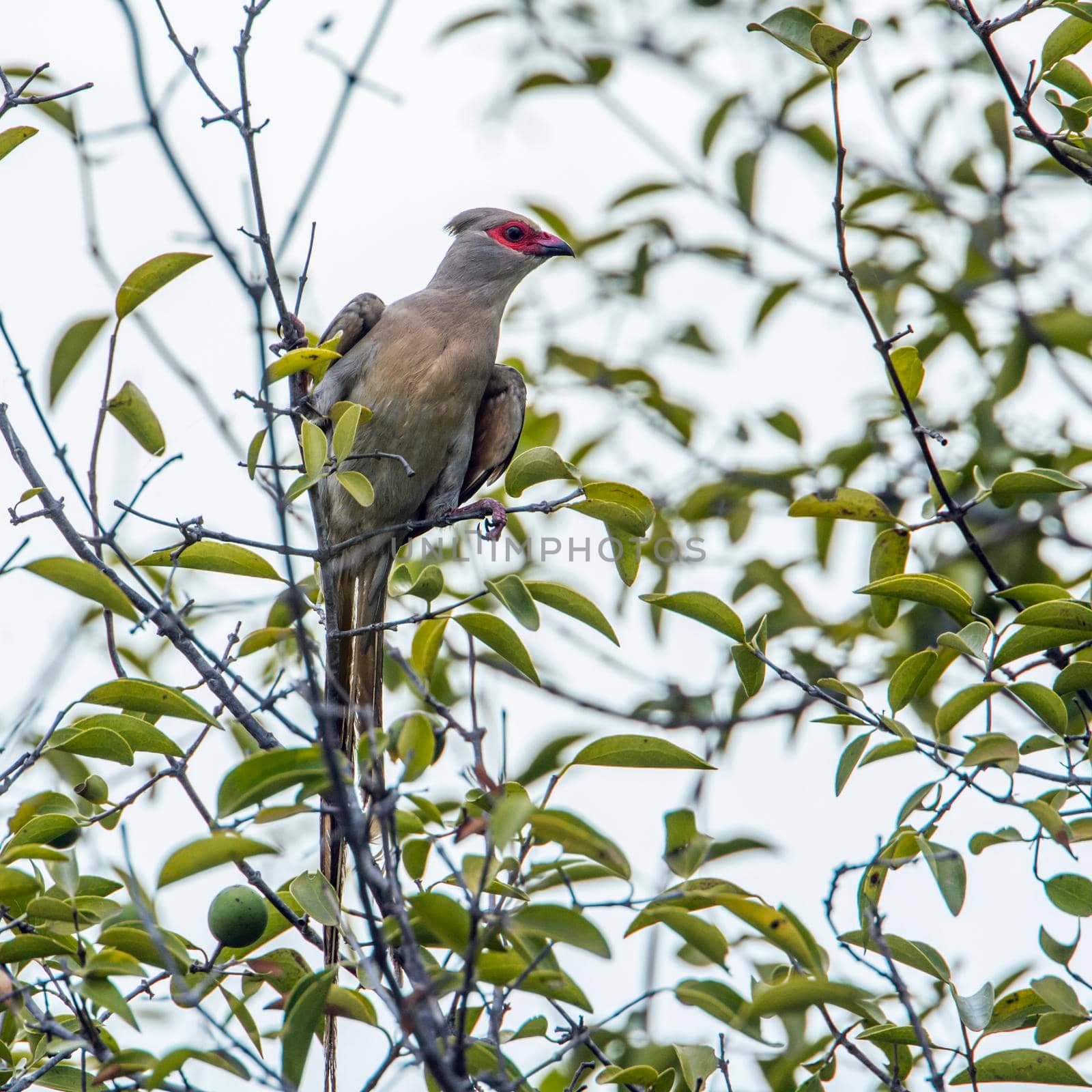 Red-faced Mousebird  in Kruger National park, South Africa by PACOCOMO
