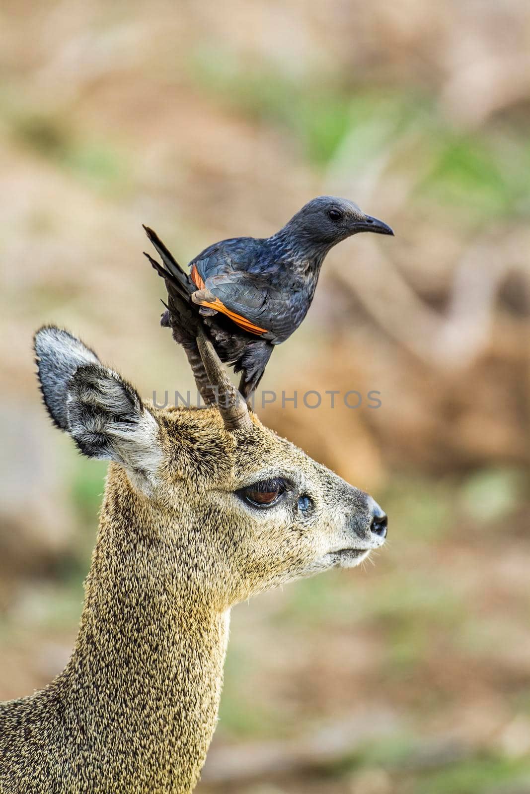 Red-winged Starling and klipspringer in Kruger National park, South Africa by PACOCOMO