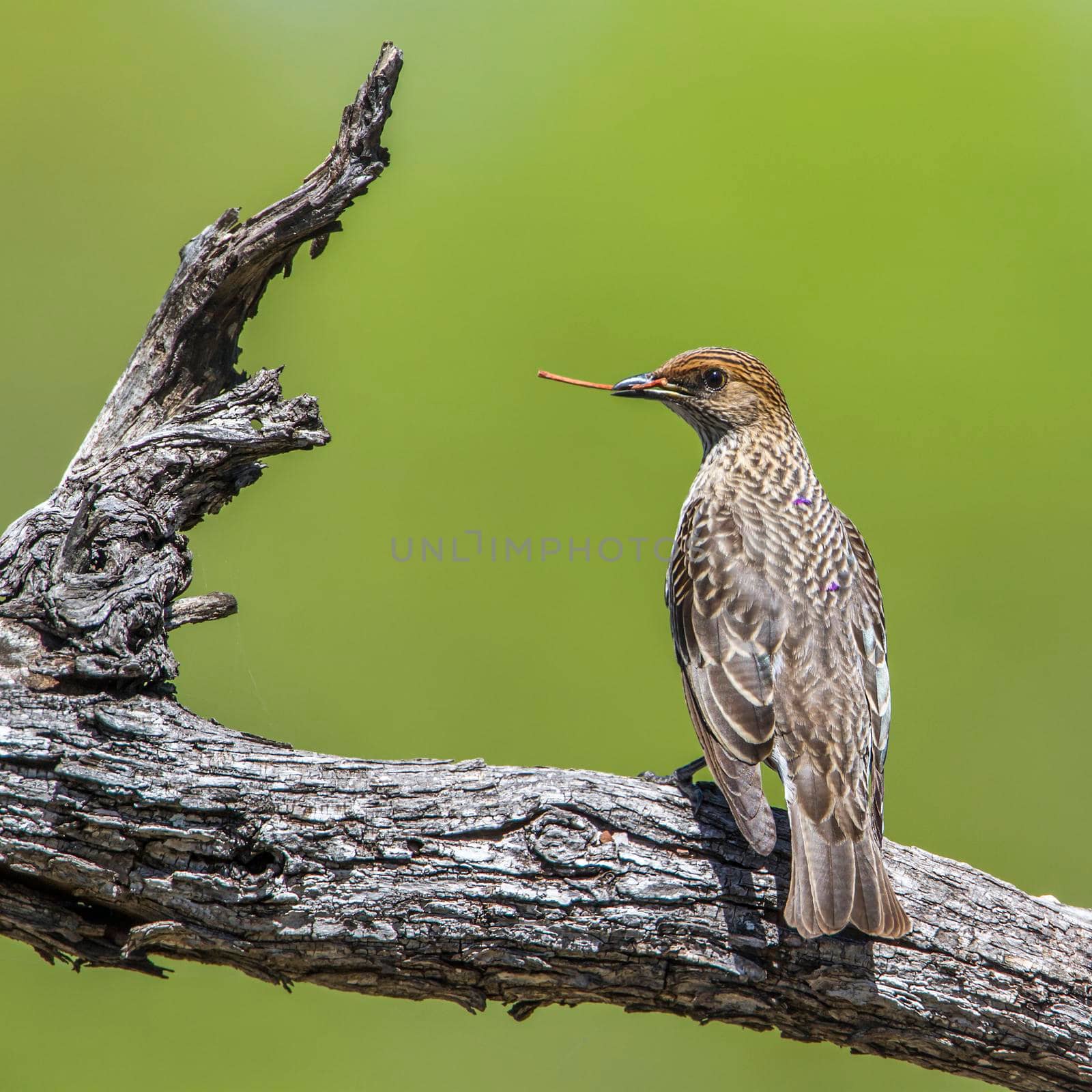 Violet-backed starling in Kruger National park, South Africa by PACOCOMO