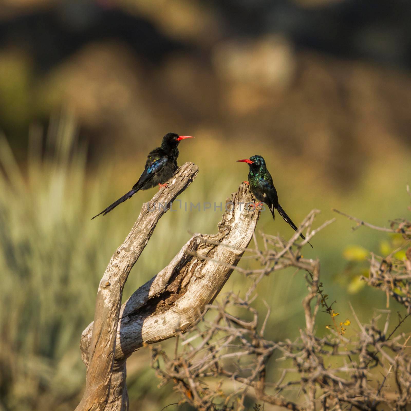 Green wood-hoopoe in Kruger National park, South Africa by PACOCOMO