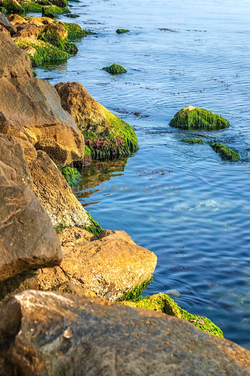 Beauty and calm sea rocky coast with green moss on the stones.Vertical view by EdVal
