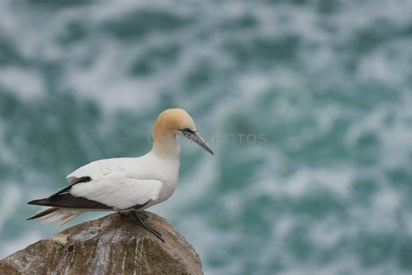 Gannet (Morus bassanus) perched on the cliffs of Great Saltee Island off the coast of Ireland.