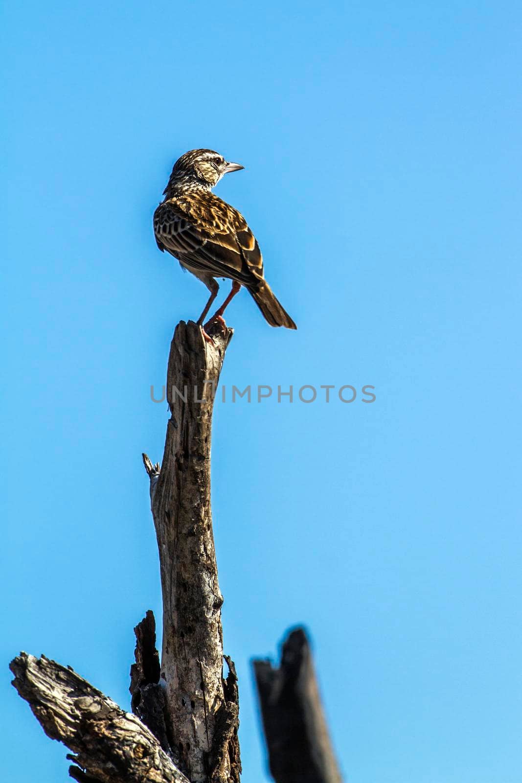 Specie Calendulauda sabota family of Alaudidae