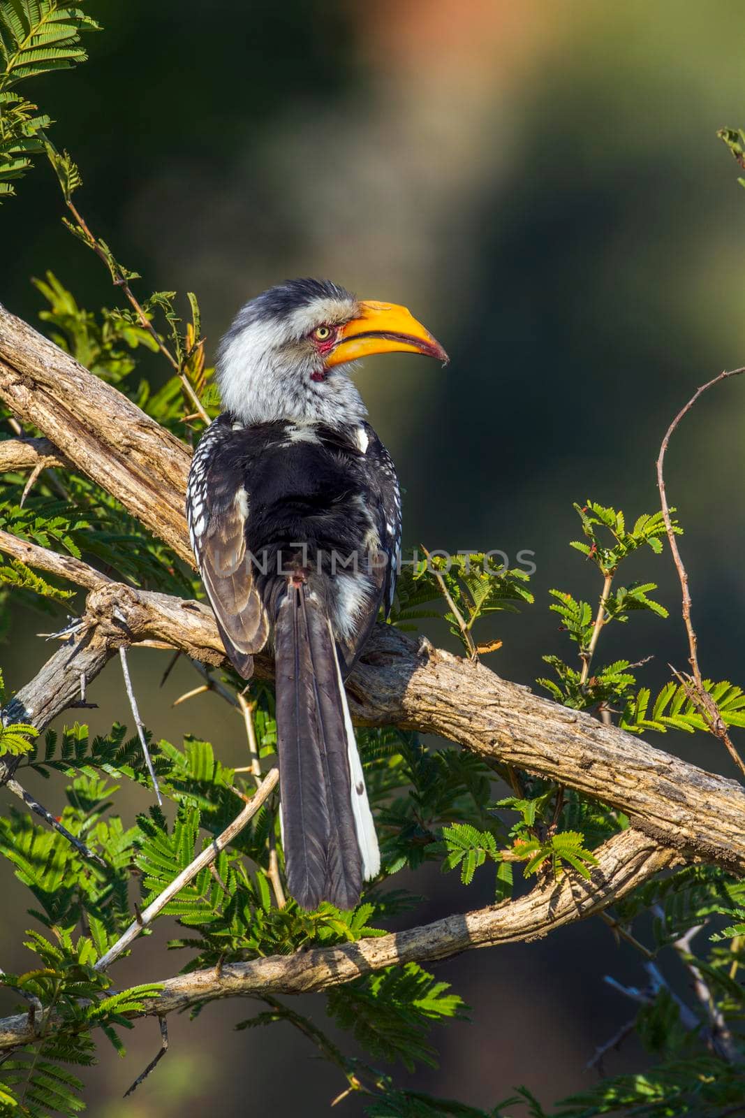 Southern yellow-billed hornbill in Kruger National park, South Africa by PACOCOMO