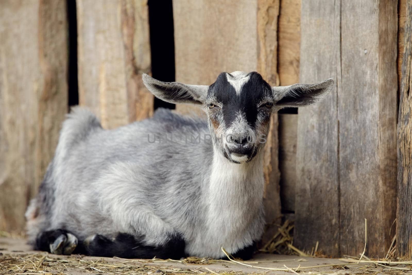 Gray goatling lies on the ground by the barn arbor made from old boards.