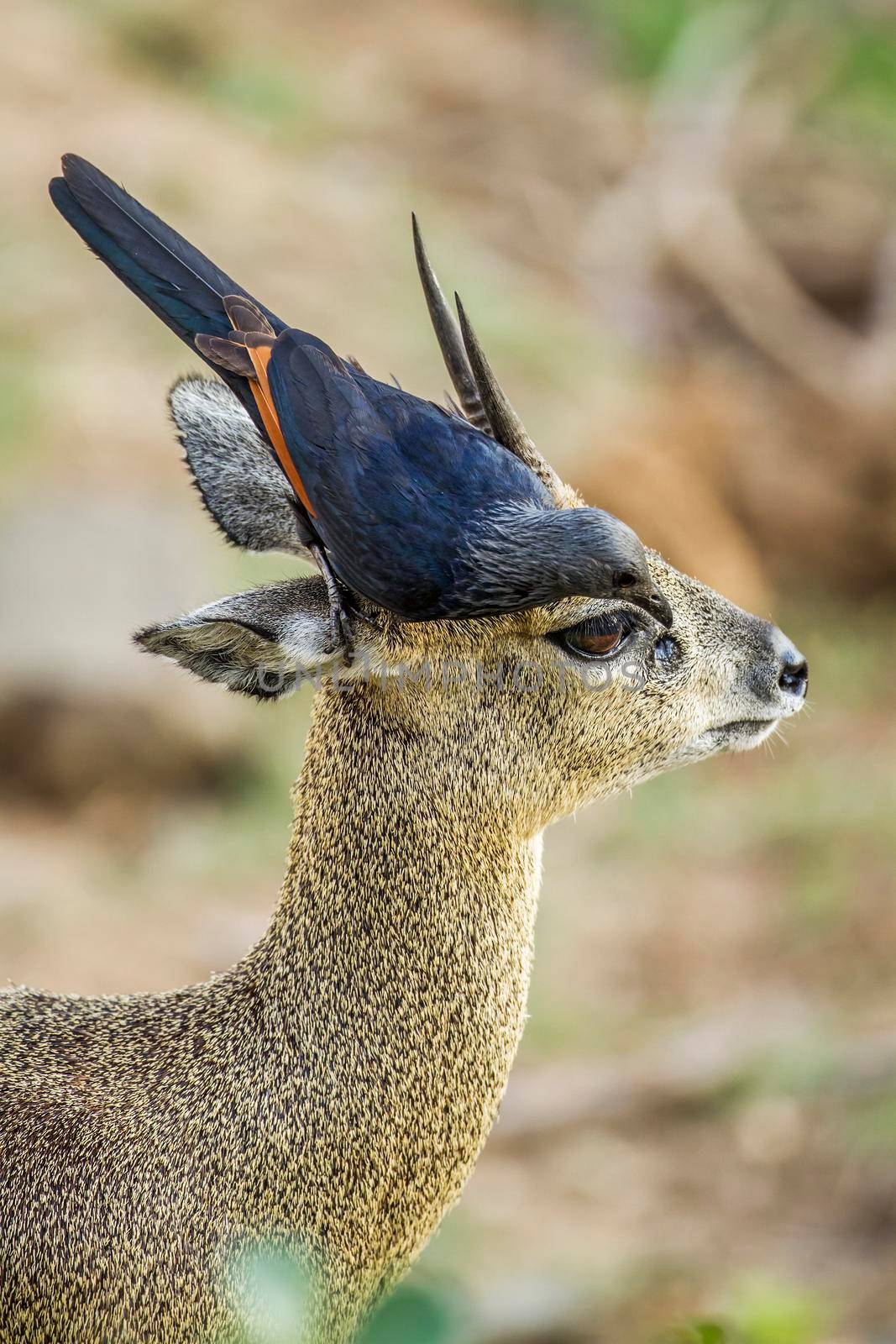 Red-winged Starling and klipspringer in Kruger National park, South Africa by PACOCOMO