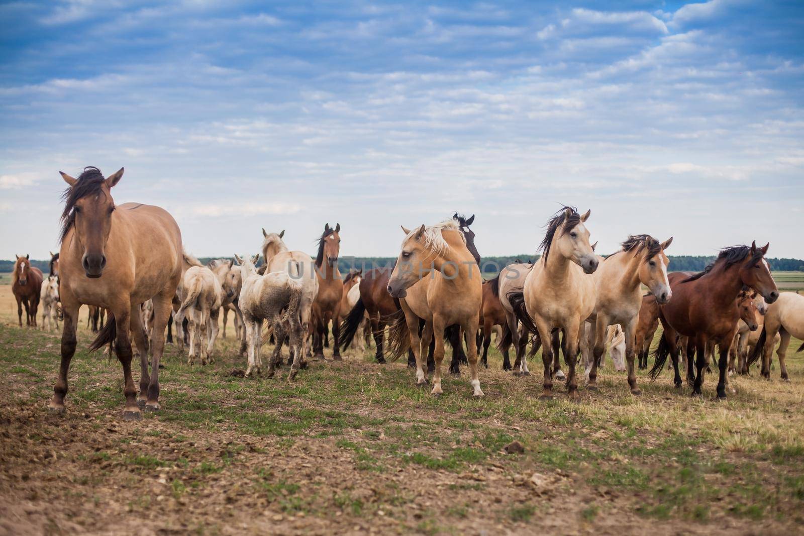 A herd of wild horses run across the field. A large herd of beautiful horses gallops across the field in summer.