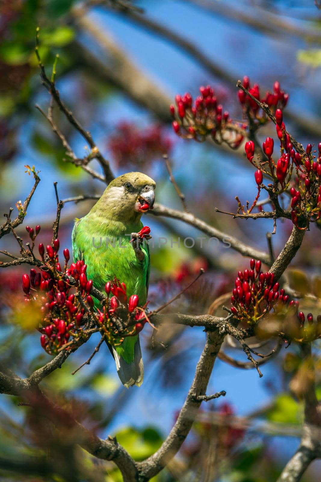 Brown-headed Parrot in Kruger National park, South Africa by PACOCOMO