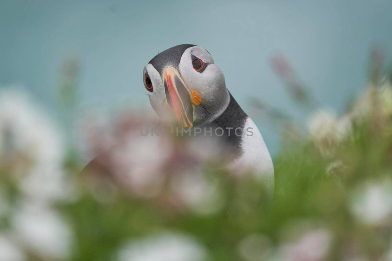 Atlantic puffin (Fratercula arctica) amongst spring flowers on a cliff on Great Saltee Island off the coast of Ireland.