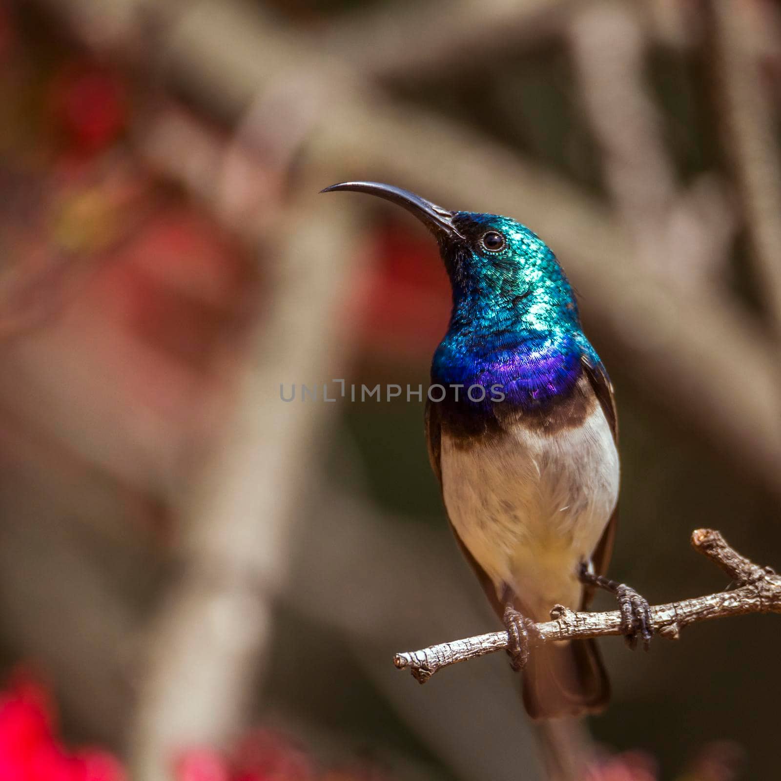 White-breasted Sunbird in Kruger National park, South Africa by PACOCOMO