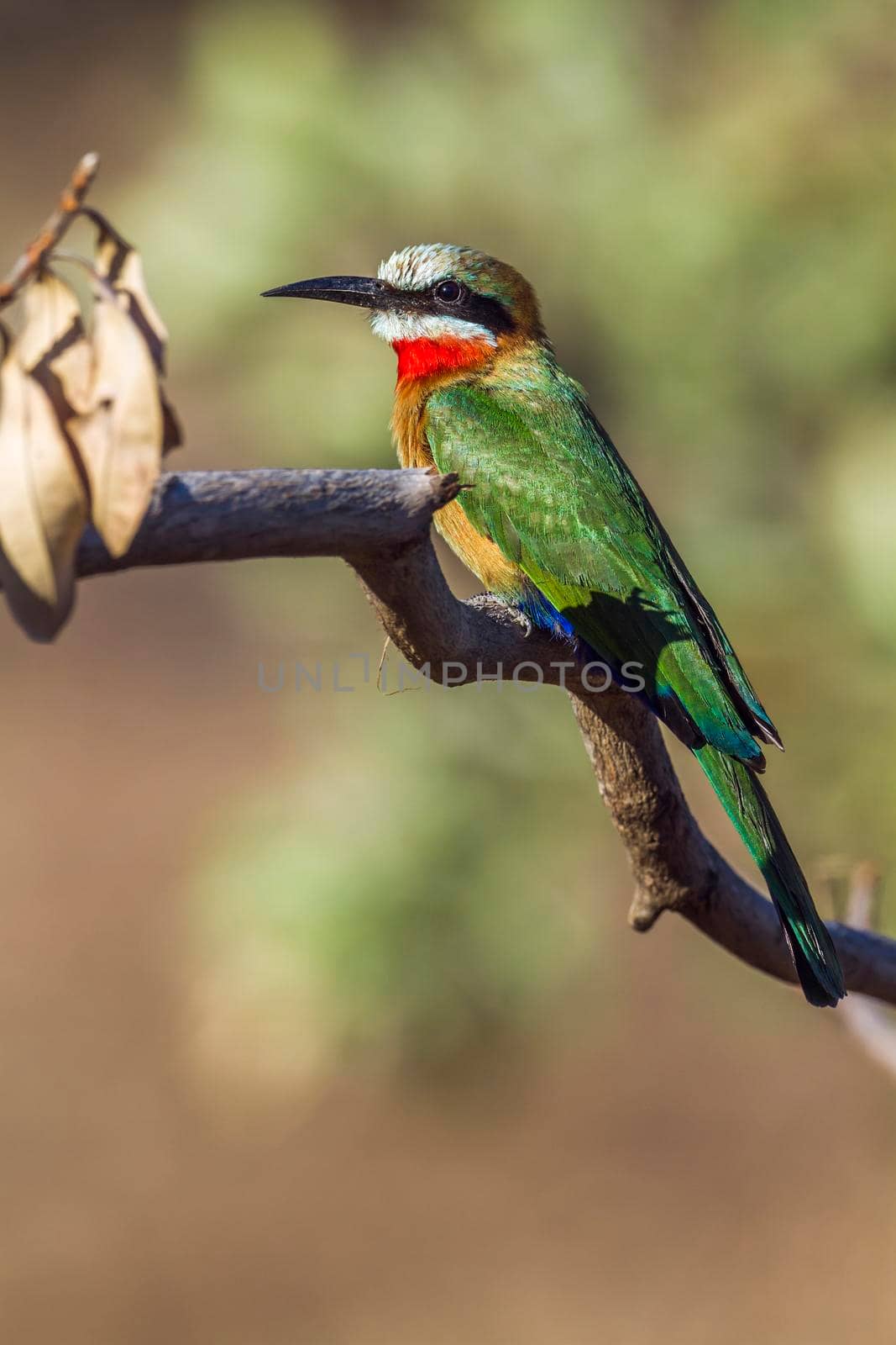 Specie Merops bullockoides family of Meropidae