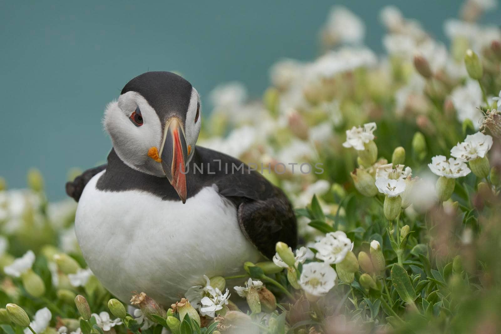 Atlantic puffin (Fratercula arctica) amongst spring flowers on a cliff on Great Saltee Island off the coast of Ireland.