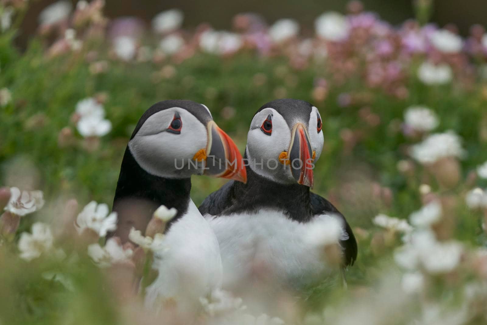 Two Atlantic puffins (Fratercula arctica) amongst spring flowers on Great Saltee Island off the coast of Ireland.