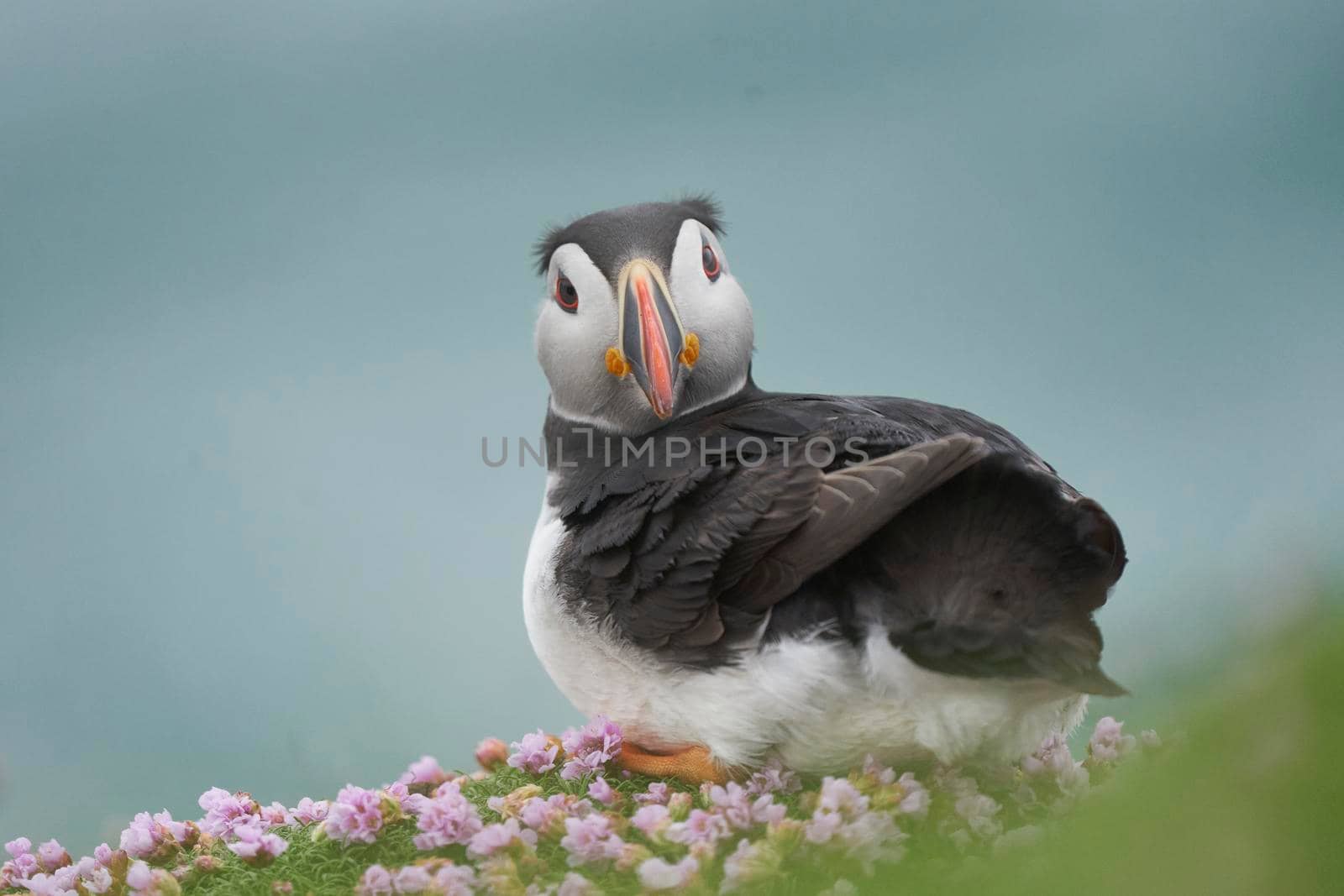 Puffin by JeremyRichards