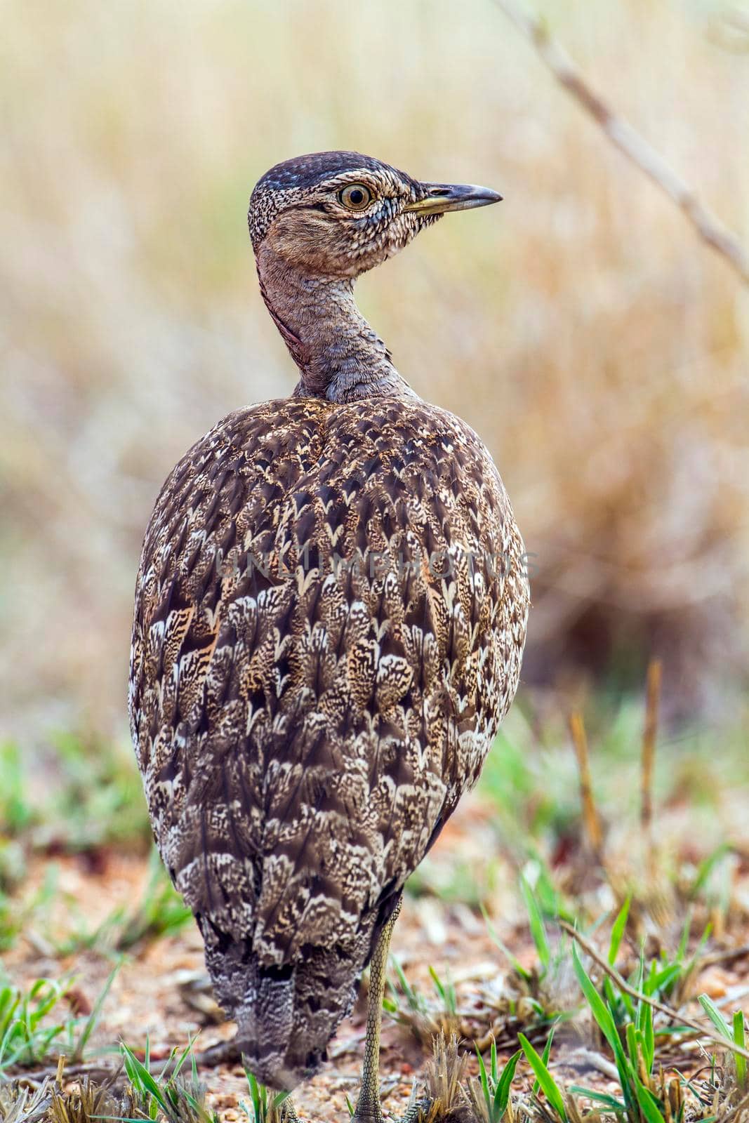 Red-crested Bustard in Kruger National park, South Africa by PACOCOMO