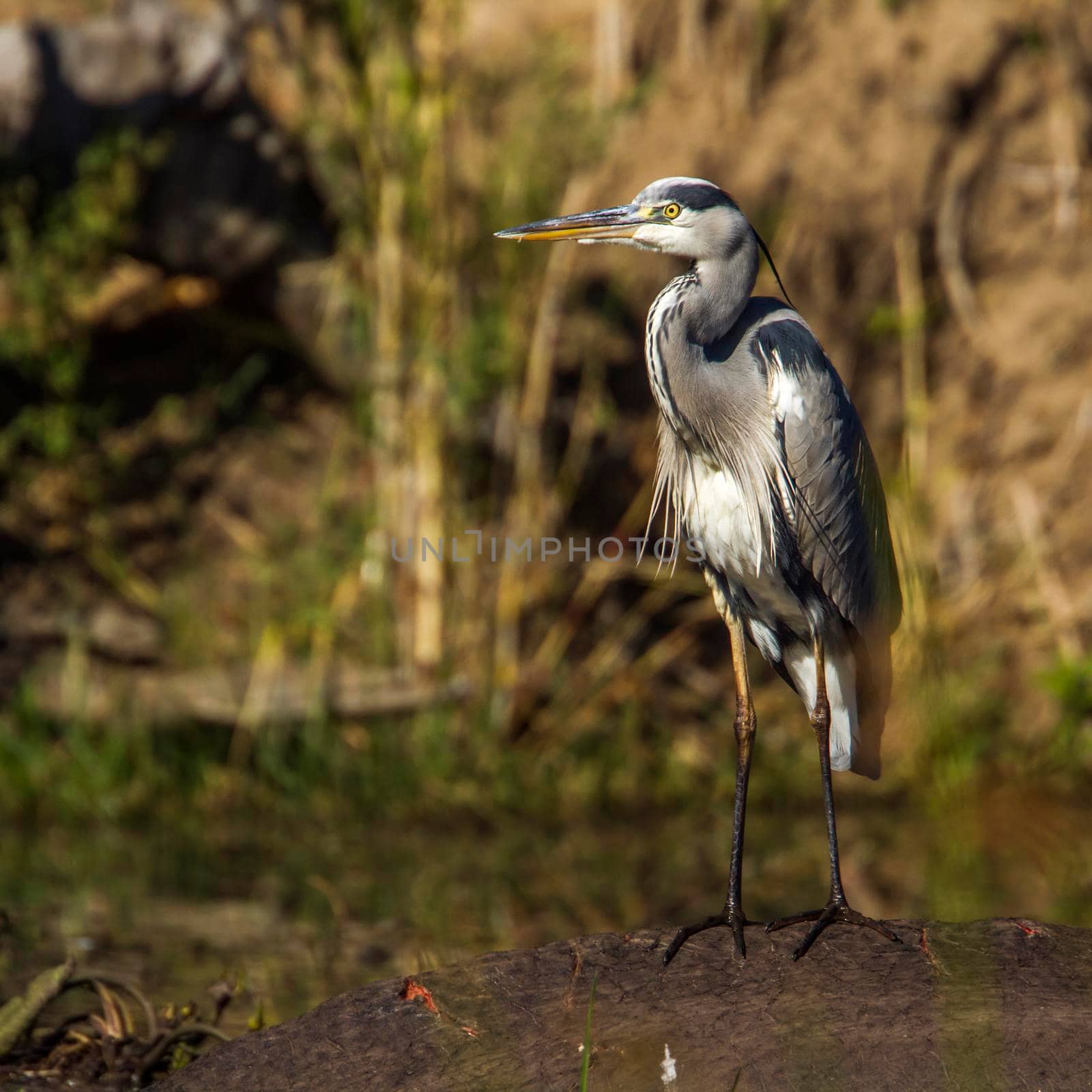 Grey Heron in Kruger National park, South Africa by PACOCOMO