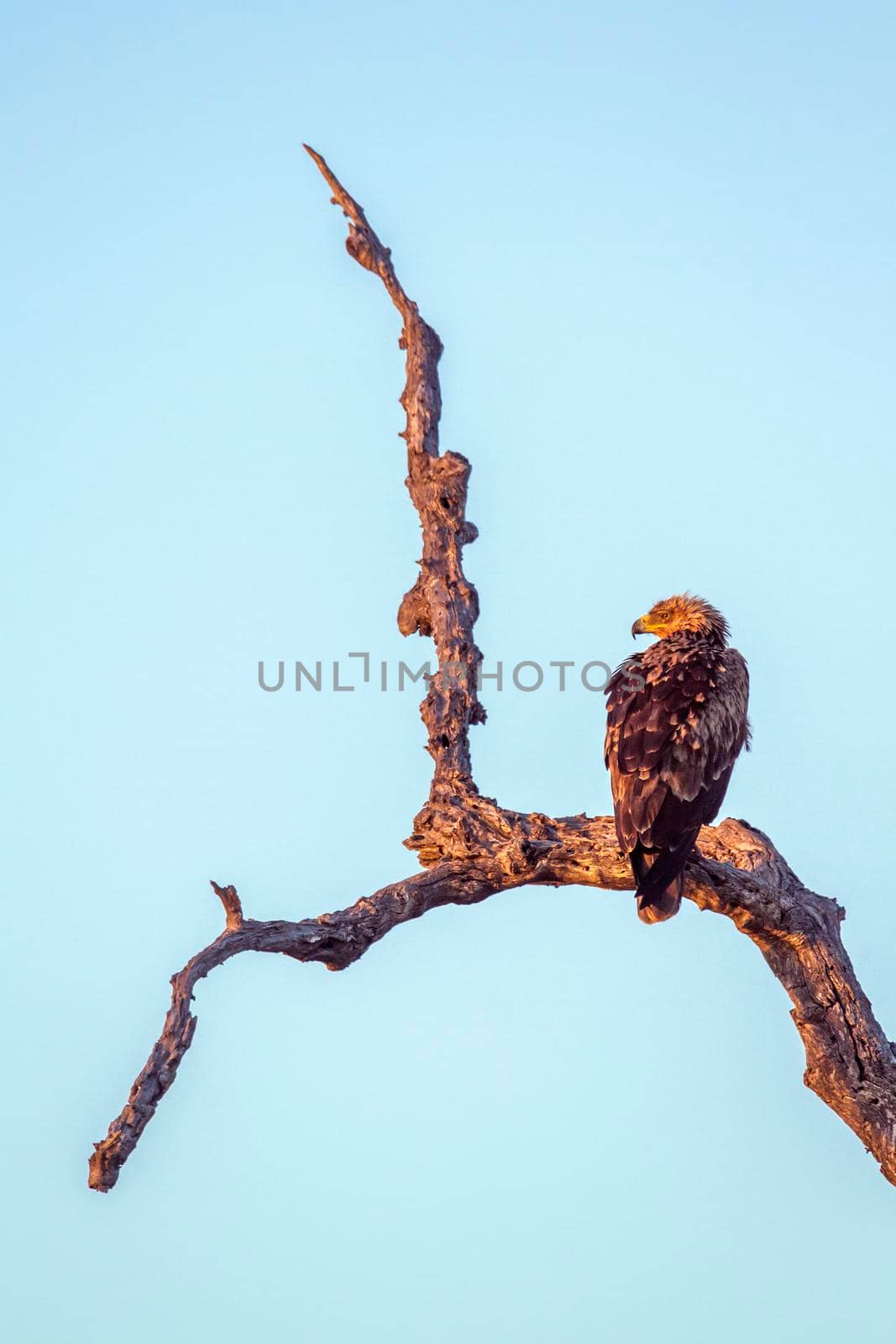 Tawny Eagle in Kruger National park, South Africa by PACOCOMO