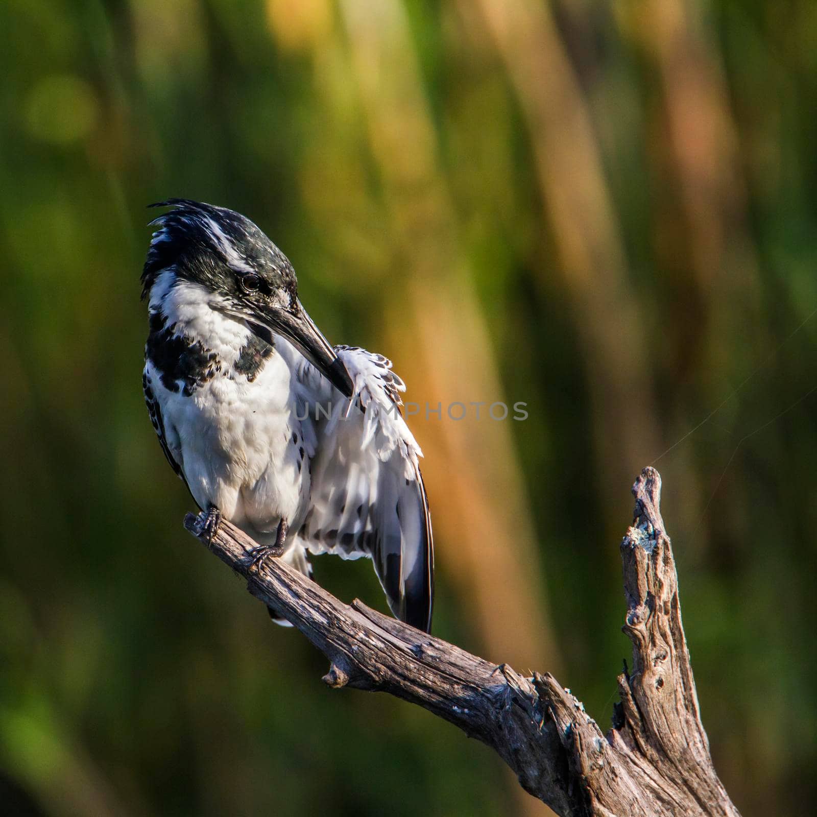 Pied kingfisher in Kruger National park, South Africa by PACOCOMO