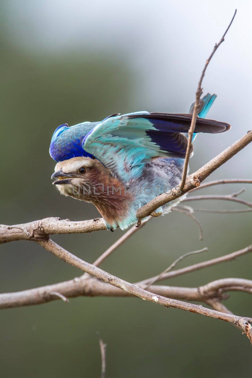 Specie Coracias naevius family of Coraciidae