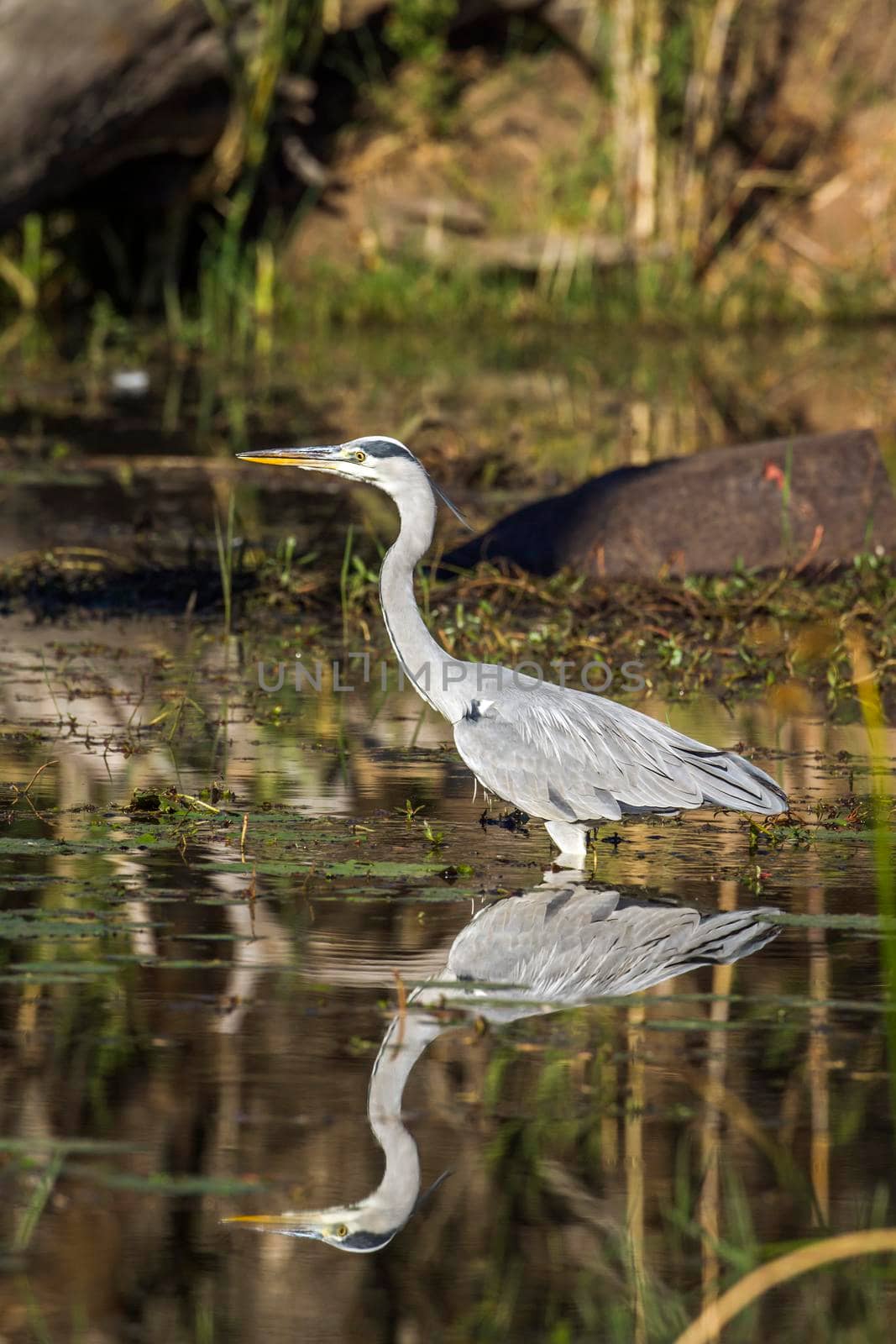 Grey Heron in Kruger National park, South Africa by PACOCOMO