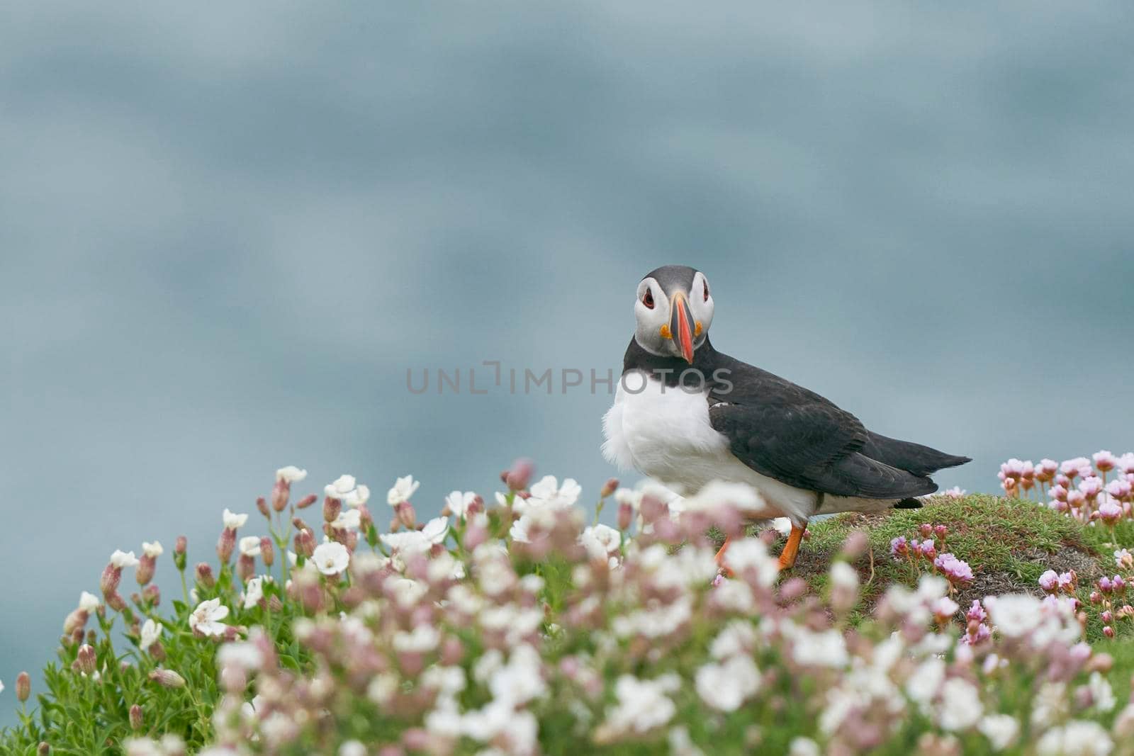 Atlantic puffin (Fratercula arctica) amongst spring flowers on a cliff on Great Saltee Island off the coast of Ireland.