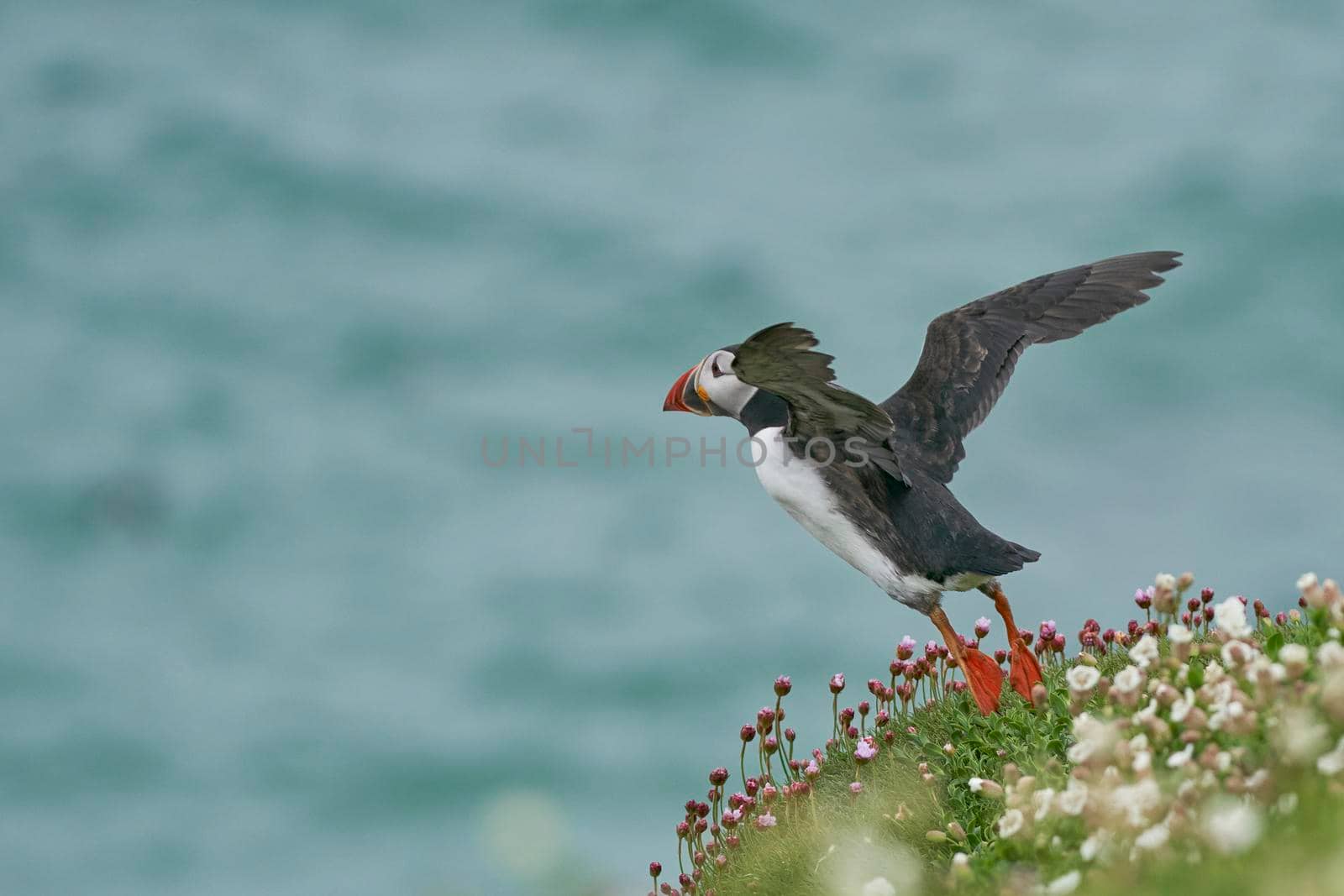 Puffin in flight by JeremyRichards