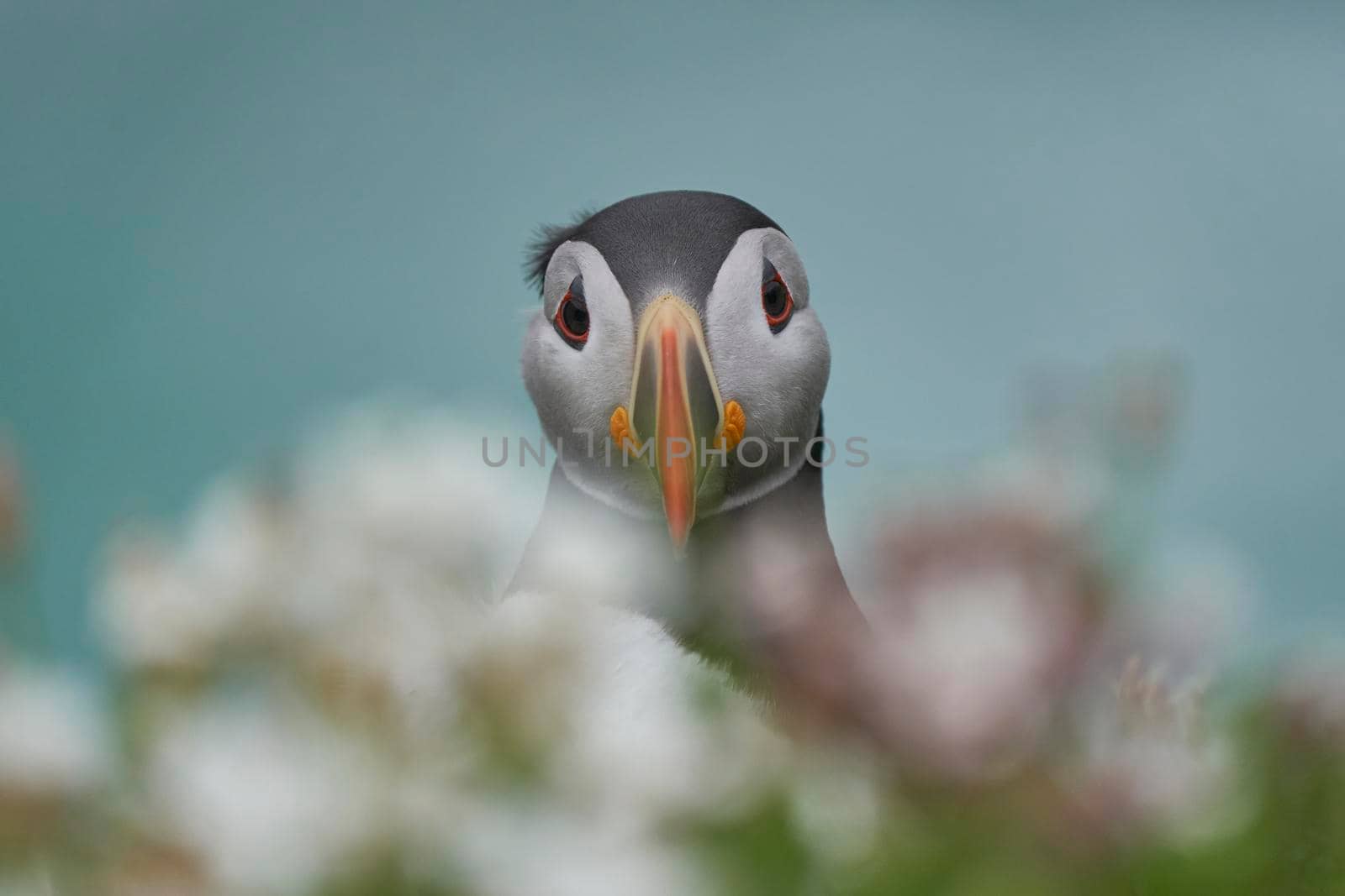 Atlantic puffin (Fratercula arctica) amongst spring flowers on a cliff on Great Saltee Island off the coast of Ireland.