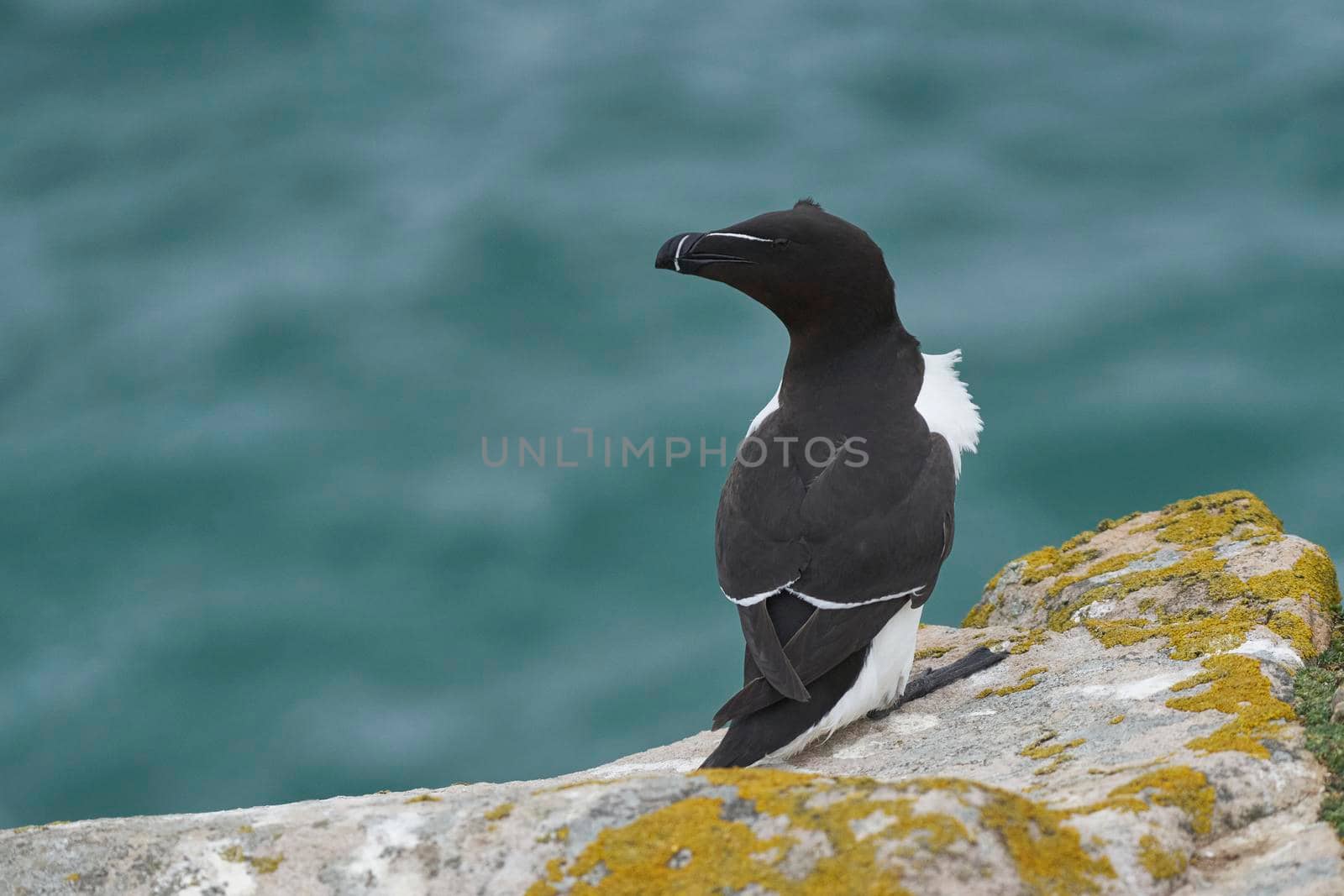 Razorbill (Alca torda) on a cliff on Great Saltee Island off the coast of Ireland.