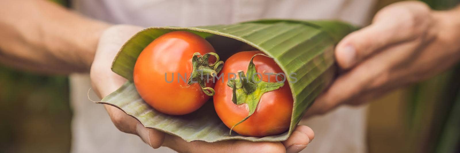 BANNER, LONG FORMAT Eco-friendly product packaging concept. Tomatoes wrapped in a banana leaf, as an alternative to a plastic bag. Zero waste concept. Alternative packaging by galitskaya