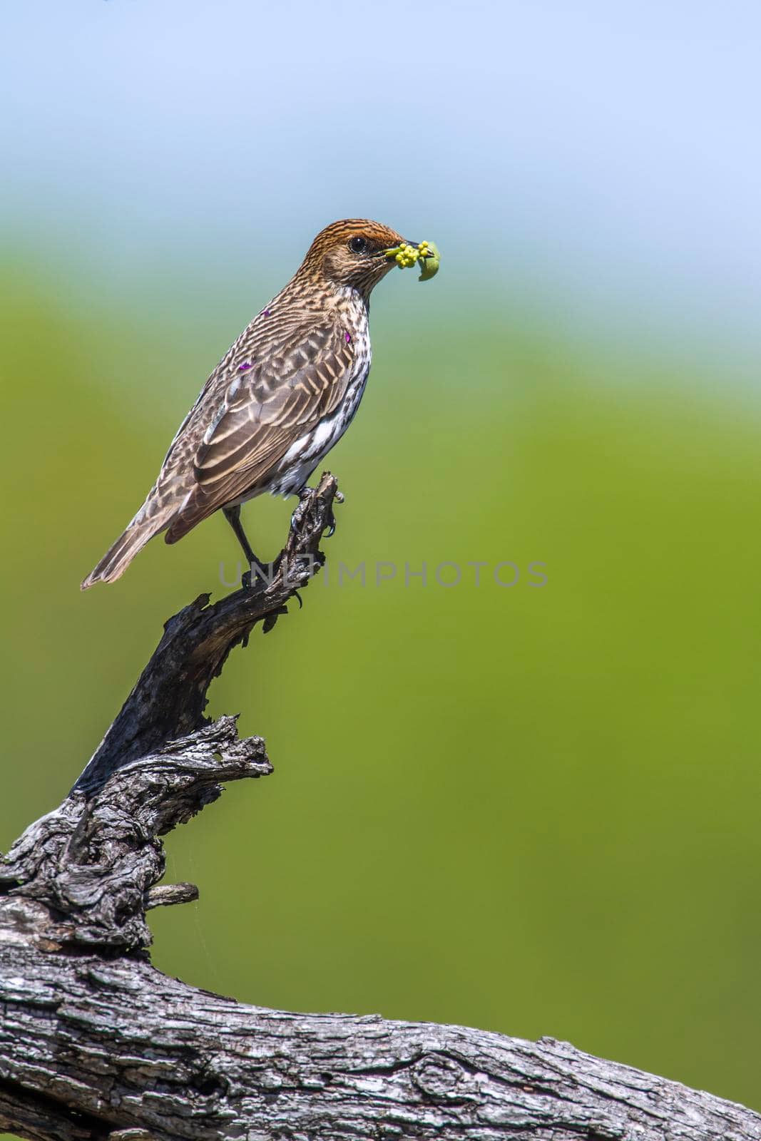 Violet-backed starling in Kruger National park, South Africa by PACOCOMO