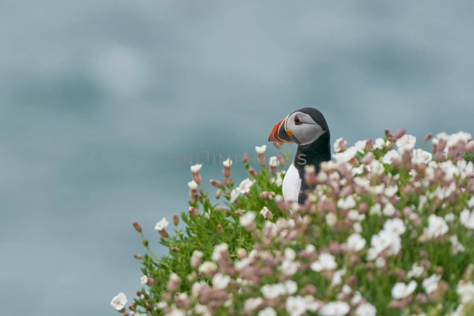 Atlantic puffin (Fratercula arctica) amongst spring flowers on a cliff on Great Saltee Island off the coast of Ireland.