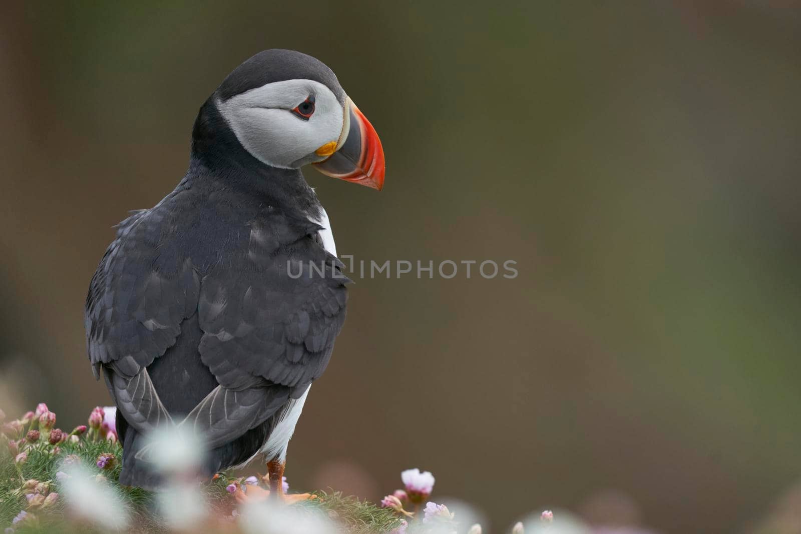 Puffin amongst spring flowers by JeremyRichards