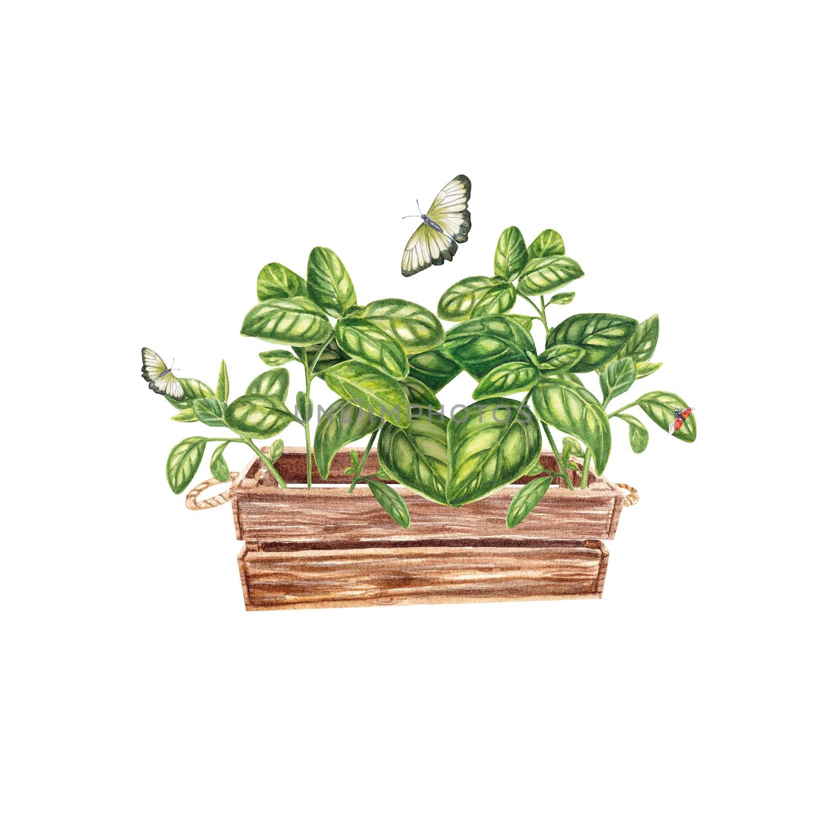 Basil in a wooden box in watercolor on a white background. Basil sprigs with butterflies. Provencal herbs, cooking, spices. The illustration is suitable for scrapbooking, stickers, design, postcards