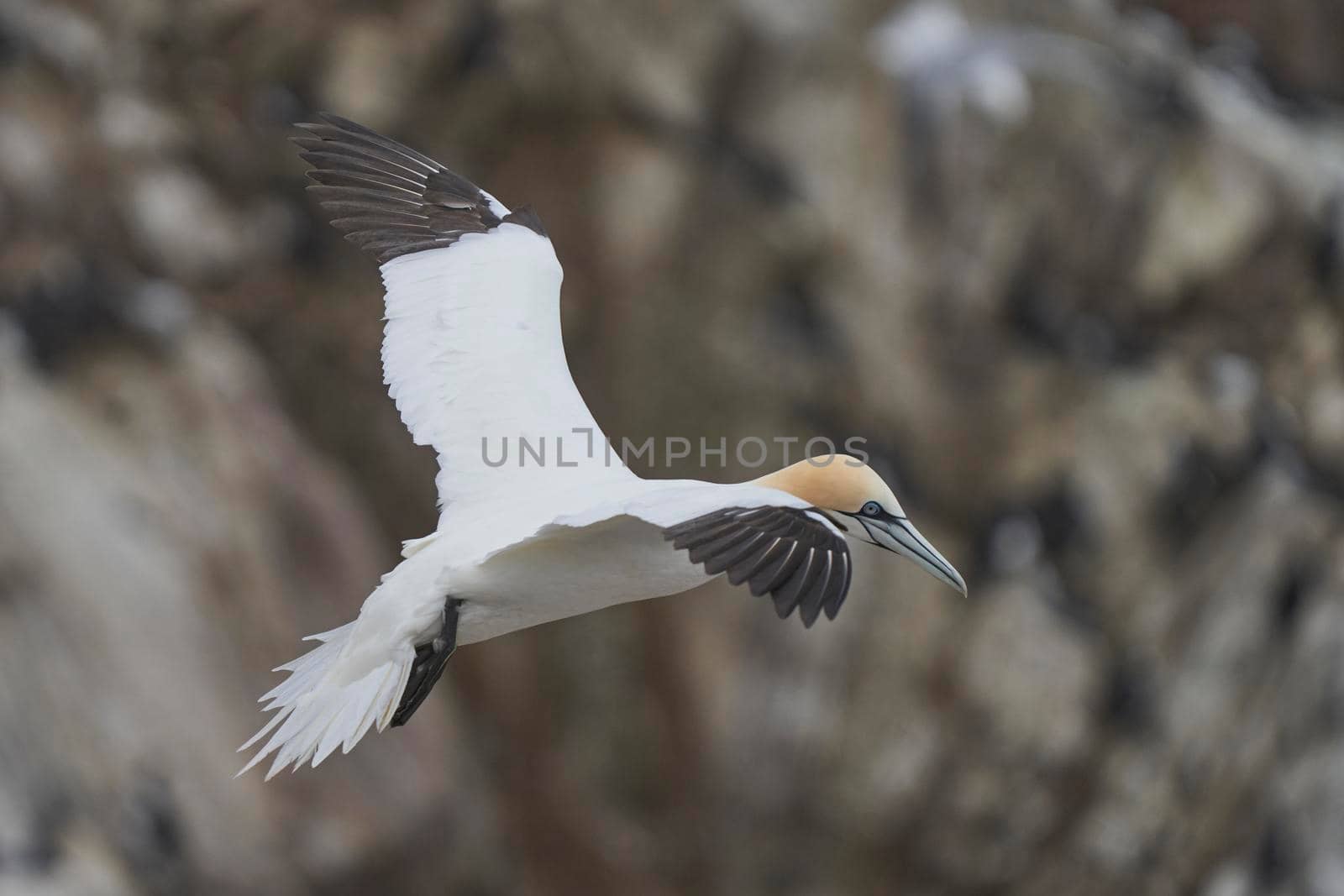 Gannet in flight by JeremyRichards